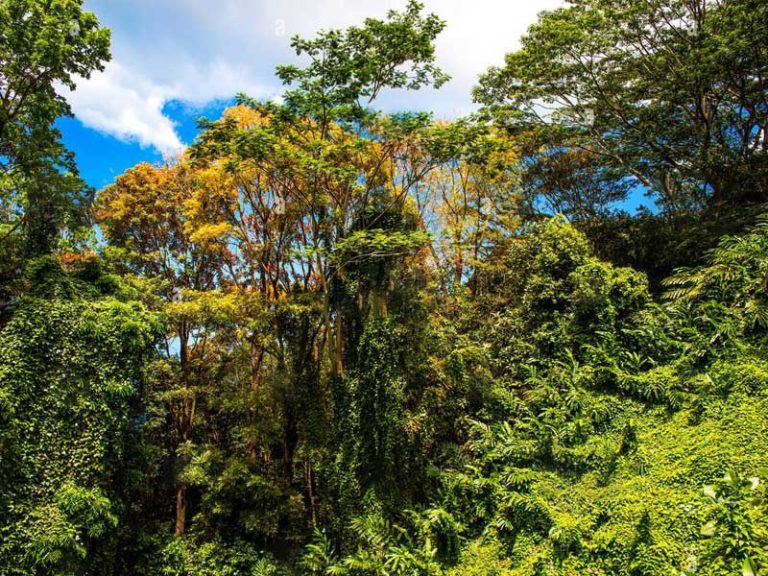 Morne Seychellois hiking trail seychelles